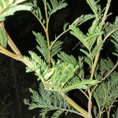 Acacia decurrens (Green Wattle) at Hackett, ACT - 28 Sep 2023 by waltraud