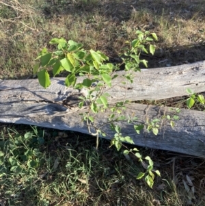 Prunus sp. at Hackett, ACT - 30 Sep 2023 06:44 AM