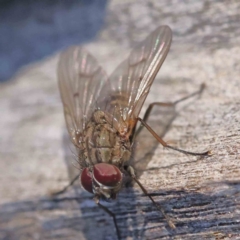 Helina sp. (genus) (Muscid fly) at Bruce Ridge to Gossan Hill - 21 Sep 2023 by ConBoekel