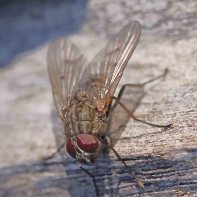 Helina sp. (genus) (Muscid fly) at Bruce, ACT - 21 Sep 2023 by ConBoekel