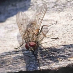 Helina sp. (genus) at Bruce, ACT - 22 Sep 2023