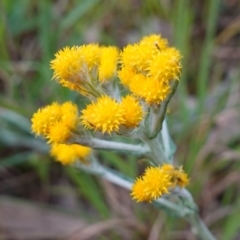 Chrysocephalum semipapposum (Clustered Everlasting) at Albury, NSW - 18 Sep 2023 by RobG1