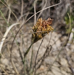 Spinifex sericeus at Tomakin, NSW - 30 Sep 2023 11:27 AM