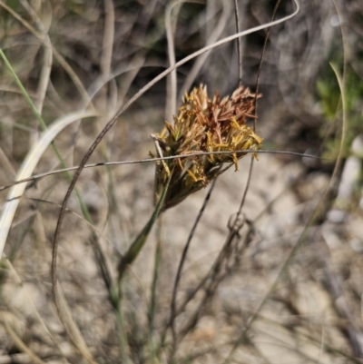 Spinifex sericeus (Beach Grass) at Tomakin, NSW - 30 Sep 2023 by Csteele4