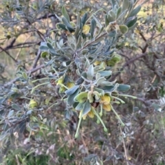 Grevillea arenaria at Hackett, ACT - 30 Sep 2023 07:14 AM