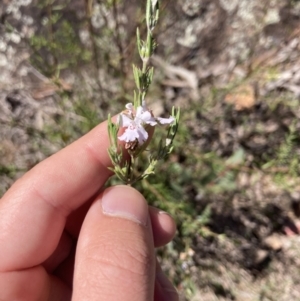 Westringia eremicola at Coree, ACT - 30 Sep 2023 01:20 PM