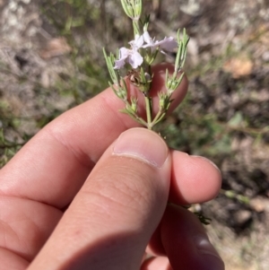 Westringia eremicola at Coree, ACT - 30 Sep 2023 01:20 PM