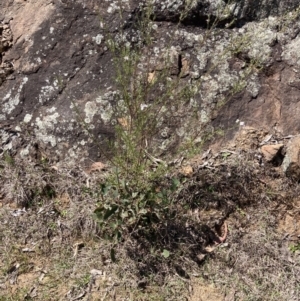 Westringia eremicola at Coree, ACT - 30 Sep 2023 01:20 PM