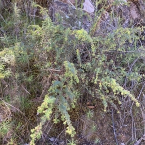 Pultenaea spinosa at Coree, ACT - 30 Sep 2023 01:05 PM