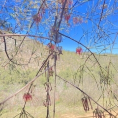 Amyema cambagei at Coree, ACT - 30 Sep 2023 12:25 PM