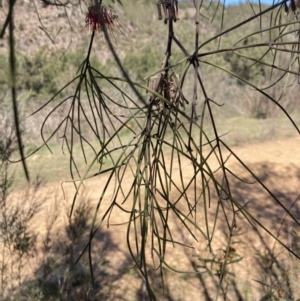 Amyema cambagei at Coree, ACT - 30 Sep 2023 12:25 PM