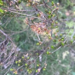 Calytrix tetragona (Common Fringe-myrtle) at Woodstock Nature Reserve - 30 Sep 2023 by MattM