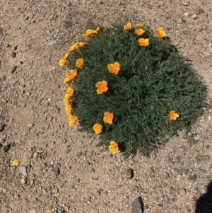 Eschscholzia californica at Coree, ACT - 30 Sep 2023