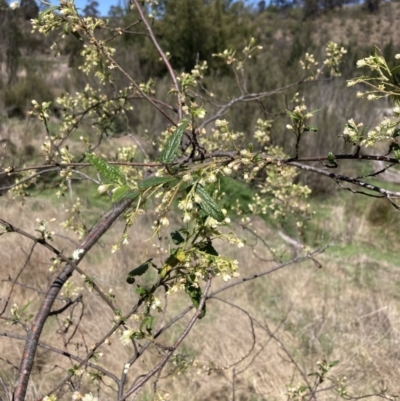 Gynatrix pulchella (Hemp Bush) at Woodstock Nature Reserve - 30 Sep 2023 by MattM