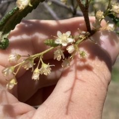 Gynatrix pulchella at Coree, ACT - 30 Sep 2023