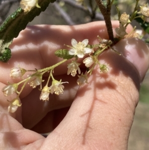 Gynatrix pulchella at Coree, ACT - 30 Sep 2023