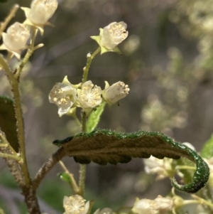 Gynatrix pulchella at Coree, ACT - 30 Sep 2023