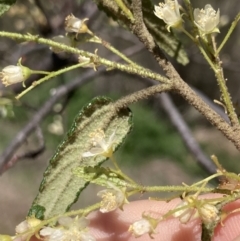 Gynatrix pulchella at Coree, ACT - 30 Sep 2023