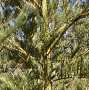 Acacia decurrens at Hackett, ACT - 30 Sep 2023