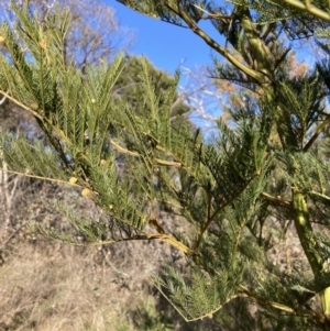 Acacia decurrens at Hackett, ACT - 30 Sep 2023 07:50 AM