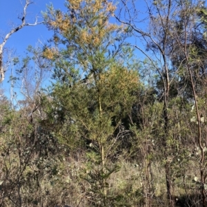 Acacia decurrens at Hackett, ACT - 30 Sep 2023