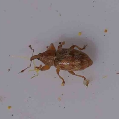 Epamoebus ziczac (Zigzag flower weevil) at Bruce, ACT - 22 Sep 2023 by ConBoekel