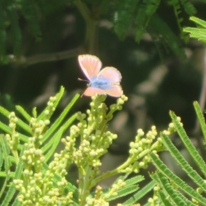 Nacaduba biocellata at Belconnen, ACT - 27 Sep 2023