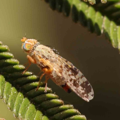 Austrotephritis poenia (Australian Fruit Fly) at Bruce, ACT - 22 Sep 2023 by ConBoekel