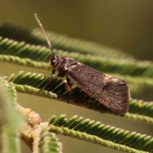 Leistomorpha brontoscopa at Bruce, ACT - 22 Sep 2023