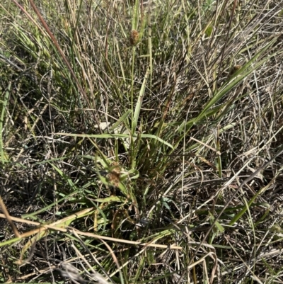 Luzula ovata (Pyramid Woodrush) at Cook, ACT - 30 Sep 2023 by lbradley