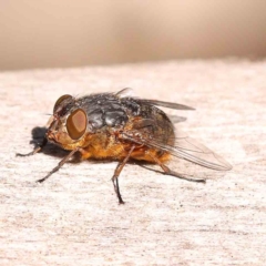 Calliphora stygia (Brown blowfly or Brown bomber) at Bruce, ACT - 22 Sep 2023 by ConBoekel