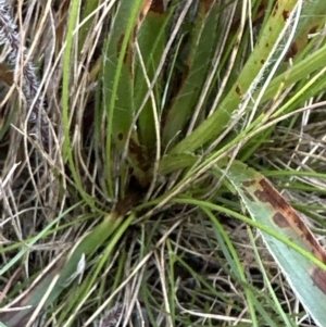 Luzula meridionalis at Cook, ACT - 30 Sep 2023