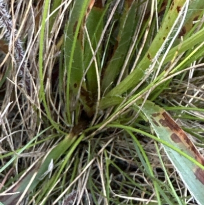 Luzula meridionalis (Common Woodrush) at Belconnen, ACT - 30 Sep 2023 by lbradley