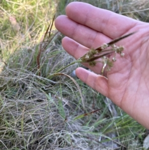 Luzula meridionalis at Cook, ACT - 30 Sep 2023