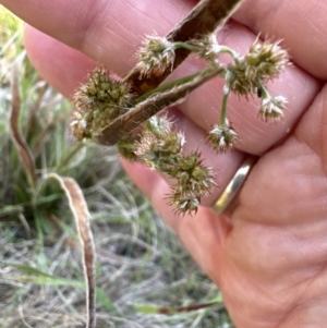 Luzula meridionalis at Cook, ACT - 30 Sep 2023