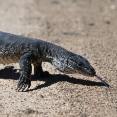 Varanus rosenbergi (Heath or Rosenberg's Monitor) at Rendezvous Creek, ACT - 29 Sep 2023 by davidcunninghamwildlife