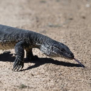 Varanus rosenbergi at Rendezvous Creek, ACT - 29 Sep 2023