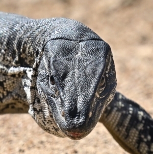 Varanus rosenbergi at Rendezvous Creek, ACT - 29 Sep 2023