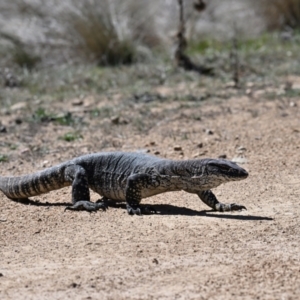 Varanus rosenbergi at Rendezvous Creek, ACT - suppressed