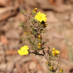 Hibbertia calycina (Lesser Guinea-flower) at Bruce, ACT - 22 Sep 2023 by ConBoekel