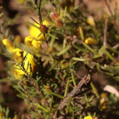 Hibbertia calycina at Bruce, ACT - 22 Sep 2023