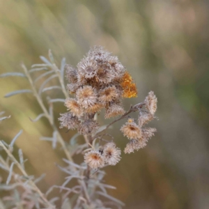 Chrysocephalum semipapposum at Bruce, ACT - 22 Sep 2023 10:39 AM