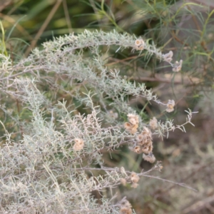 Chrysocephalum semipapposum at Bruce, ACT - 22 Sep 2023