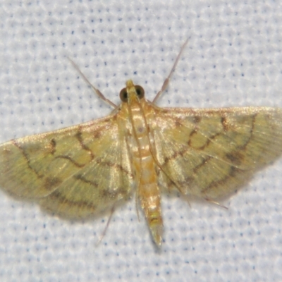 Spilomelinae (subfamily of Crambidae) (A Pyralid or Snout Moth) at Good Night, QLD - 1 May 2009 by PJH123