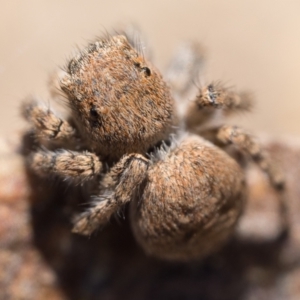 Euophryinae sp. (Rockhopper) undescribed at Coree, ACT - 30 Sep 2023