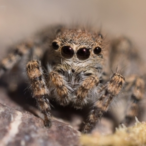 Euophryinae sp. (Rockhopper) undescribed at Coree, ACT - 30 Sep 2023 10:00 AM