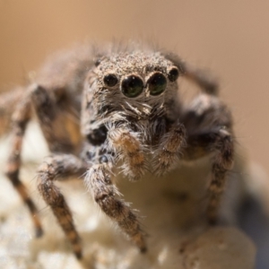 Euophryinae sp. (Rockhopper) undescribed at Coree, ACT - 30 Sep 2023