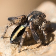 Maratus chrysomelas (Variable Peacock Spider) at Coree, ACT - 30 Sep 2023 by patrickcox