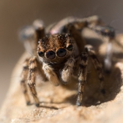 Maratus chrysomelas at Coree, ACT - 30 Sep 2023