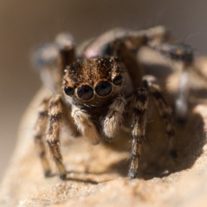 Maratus chrysomelas at Coree, ACT - 30 Sep 2023